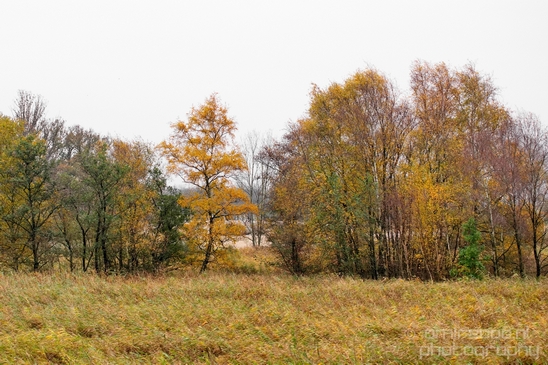 Autumn_north_holland_landscape_nature_nederland_Photography_092_Canon_EOS_5D_Mark_IV.JPG