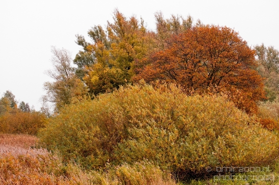 Autumn_north_holland_landscape_nature_nederland_Photography_093_Canon_EOS_5D_Mark_IV.JPG