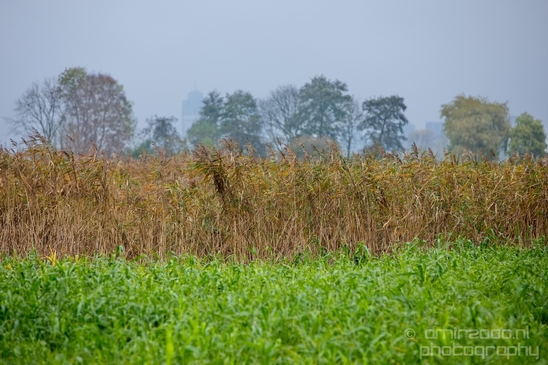 Autumn_north_holland_landscape_nature_nederland_Photography_107_Canon_EOS_5D_Mark_IV.JPG