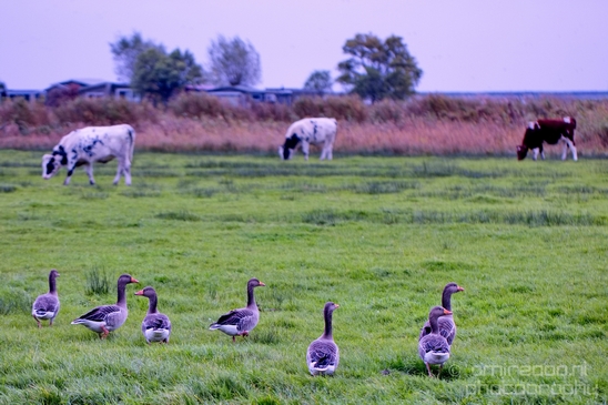 Autumn_north_holland_landscape_nature_nederland_Photography_119_Canon_EOS_5D_Mark_IV.JPG
