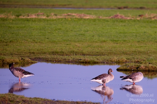 Autumn_north_holland_landscape_nature_nederland_Photography_122_Canon_EOS_5D_Mark_IV.JPG