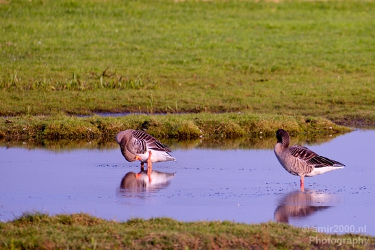 Autumn_north_holland_landscape_nature_nederland_Photography_123_Canon_EOS_5D_Mark_IV.JPG