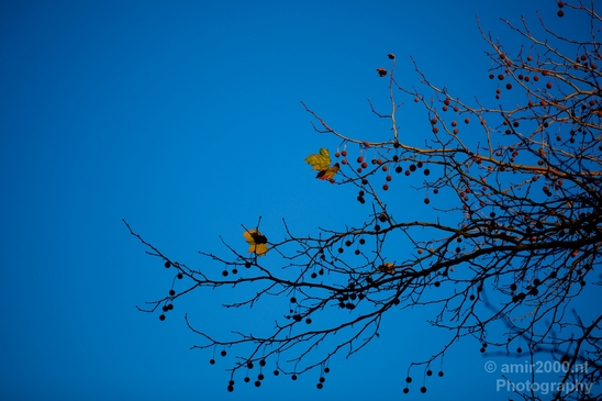Autumn_north_holland_landscape_nature_nederland_Photography_143_Canon_EOS_5D_Mark_IV.JPG
