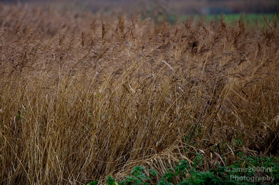 Autumn_north_holland_landscape_nature_nederland_Photography_148_Canon_EOS_5D_Mark_IV.JPG
