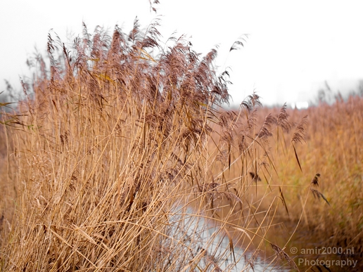 Autumn_north_holland_landscape_nature_nederland_Photography_153_Canon_EOS_5D_Mark_IV.JPG