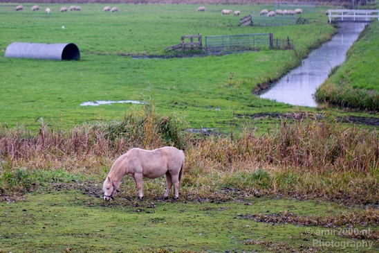 Autumn_north_holland_landscape_nature_nederland_Photography_175_Canon_EOS_5D_Mark_IV.JPG