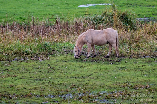 Autumn_north_holland_landscape_nature_nederland_Photography_176_Canon_EOS_5D_Mark_IV.JPG