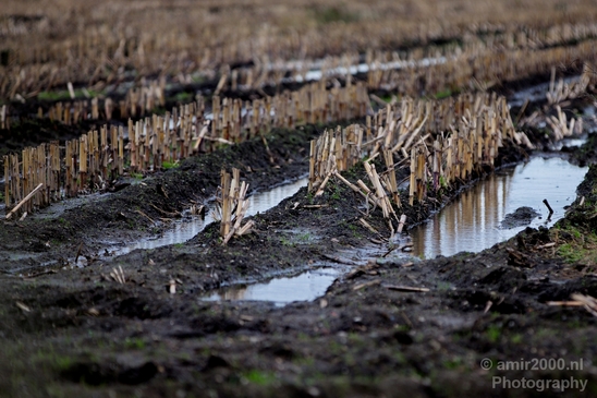 Autumn_north_holland_landscape_nature_nederland_Photography_181_Canon_EOS_5D_Mark_IV.JPG