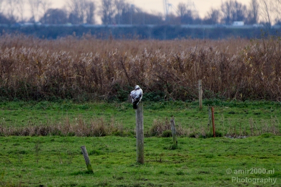 Autumn_north_holland_landscape_nature_nederland_Photography_191_Canon_EOS_5D_Mark_IV.JPG