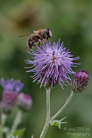 Bee_on_flower_Photography_Landscape_001_Canon_EOS_7D.JPG