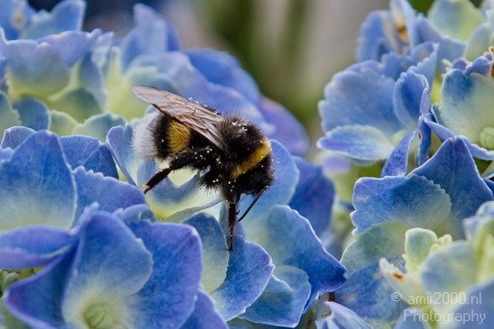 Bee_on_flower_Photography_Landscape_002_Canon_EOS_7D.JPG