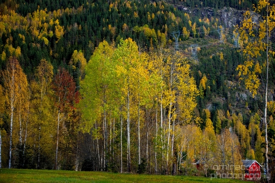Bergen_to_Oslo_Norway_on_a_train_scenic_rail_route_landscape_Photography_029_Canon_EOS_5D_Mark_IV.JPG