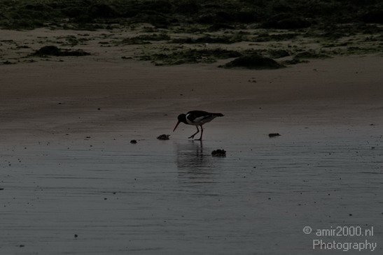 Bird_Birds_Photography_001_Canon_EOS_400D_DIGITAL.JPG