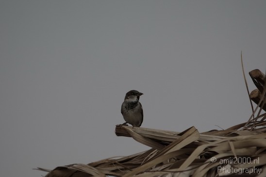 Bird_Birds_Photography_001_Canon_EOS_50D.JPG