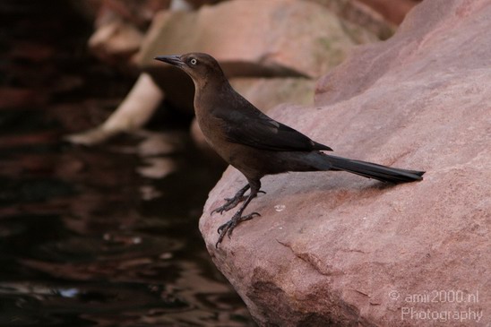 Bird_Birds_Photography_001_Canon_EOS_7D.JPG