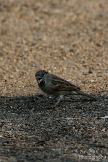 Bird_Birds_Photography_002_Canon_EOS_400D_DIGITAL.JPG