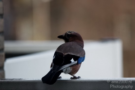 Bird_Birds_Photography_002_Canon_EOS_50D.JPG