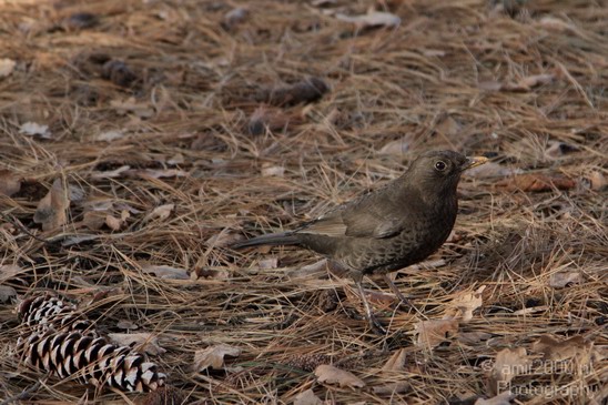 Bird_Birds_Photography_003_Canon_EOS_7D.JPG