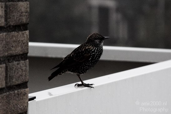 Bird_Birds_Photography_004_Canon_EOS_50D.JPG