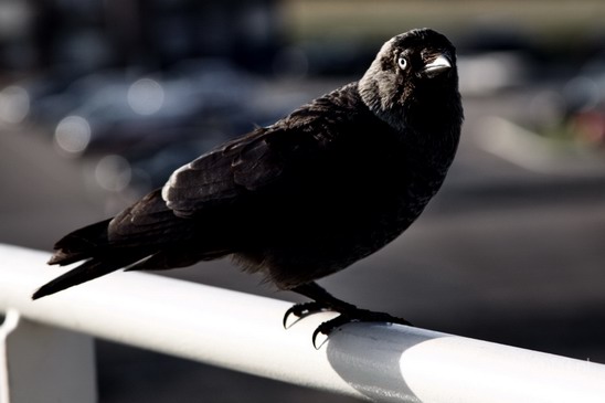 Bird_Birds_Photography_006_Canon_EOS_50D.JPG