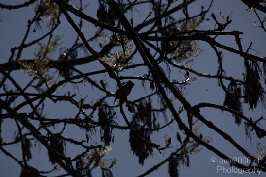 Bird_Birds_Photography_008_Canon_EOS_50D.JPG