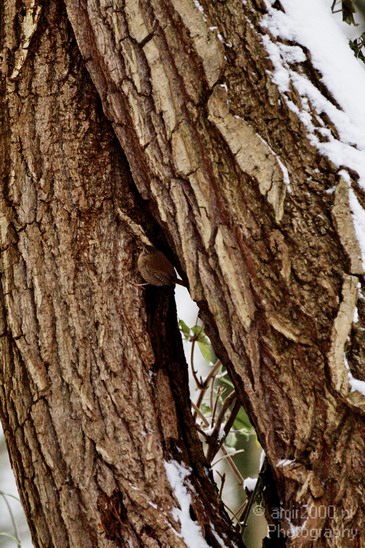 Bird_Birds_Photography_009_Canon_EOS_50D.JPG