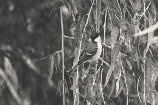 Bird_nature_Birds_Photography_001_Canon_EOS_7D.JPG