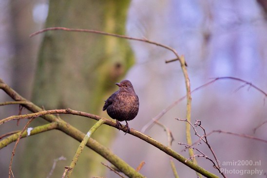Bird_nature_Birds_Photography_002_Canon_EOS_5D_Mark_IV.JPG
