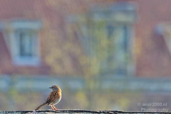 Bird_nature_Birds_Photography_007_Canon_EOS_5D_Mark_IV.JPG