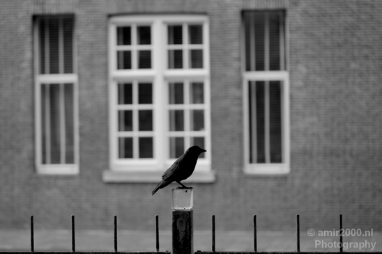 Bird_nature_Birds_Photography_011_Canon_EOS_5D_Mark_IV.JPG