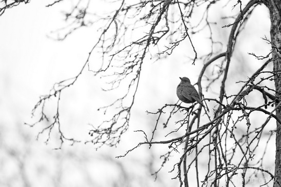 Bird_on_tree_branches_black_and_white_nature_Birds_Photography_001_Canon_EOS_5D_Mark_IV.JPG