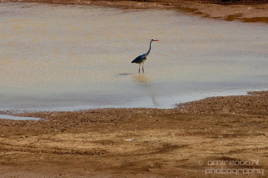 Birds_Ariel_Sharon_Park_nature_Tel_Israel_Photography_009_Canon_EOS_5D_Mark_IV.JPG