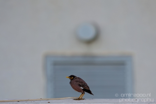 Birds_around_the_city_nature_Israel_Photography_003_Canon_EOS_5D_Mark_IV.JPG