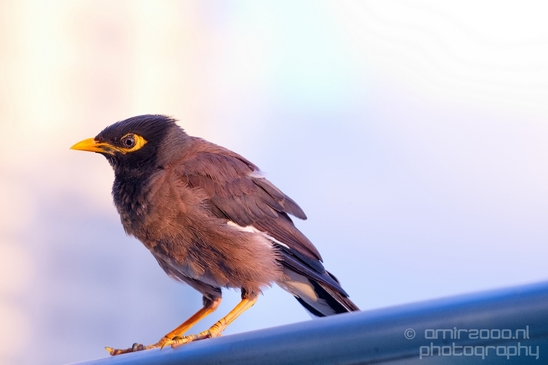 Birds_around_the_city_nature_Israel_Photography_006_Canon_EOS_5D_Mark_IV.JPG
