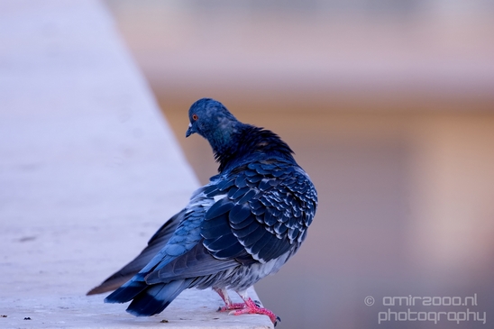 Birds_around_the_city_nature_Israel_Photography_007_Canon_EOS_5D_Mark_IV.JPG