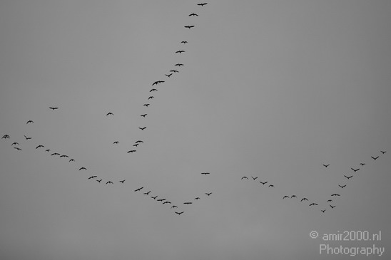 Birds_in_the_sky_Amsterdam_nature_Netherlands_Photography_001_Canon_EOS_5D_Mark_IV.JPG