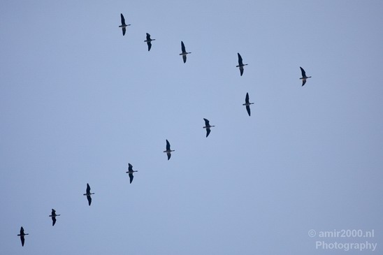 Birds_in_the_sky_Amsterdam_nature_Netherlands_Photography_002_Canon_EOS_5D_Mark_IV.JPG