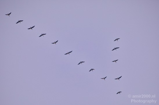 Birds_in_the_sky_Amsterdam_nature_Netherlands_Photography_003_Canon_EOS_5D_Mark_IV.JPG