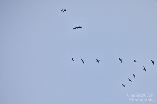 Birds_in_the_sky_Amsterdam_nature_Netherlands_Photography_004_Canon_EOS_5D_Mark_IV.JPG