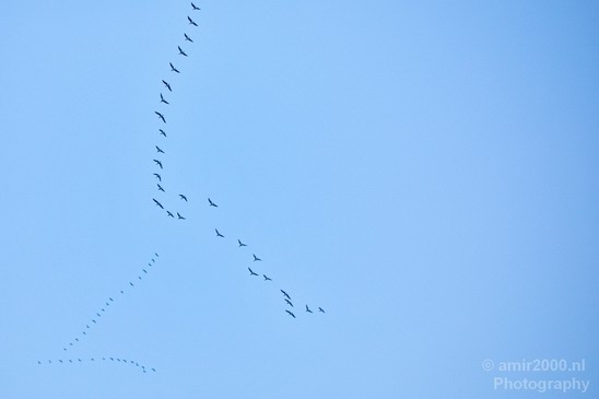 Birds_in_the_sky_Amsterdam_nature_Netherlands_Photography_005_Canon_EOS_5D_Mark_IV.JPG