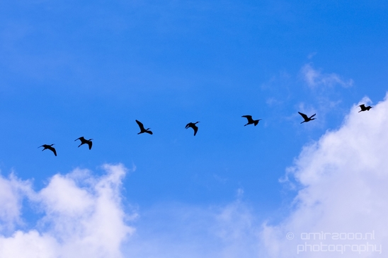Birds_in_the_sky_Amsterdam_nature_Netherlands_Photography_006_Canon_EOS_5D_Mark_IV.JPG