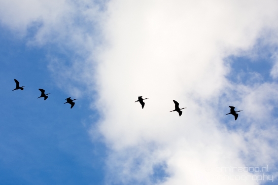 Birds_in_the_sky_Amsterdam_nature_Netherlands_Photography_007_Canon_EOS_5D_Mark_IV.JPG
