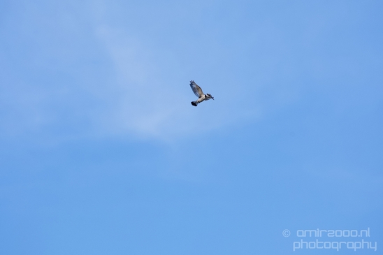 Birds_in_the_sky_Amsterdam_nature_Netherlands_Photography_008_Canon_EOS_5D_Mark_IV.JPG