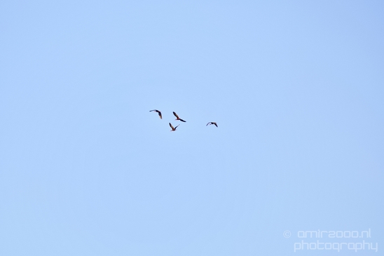 Birds_in_the_sky_Amsterdam_nature_Netherlands_Photography_009_Canon_EOS_5D_Mark_IV.JPG