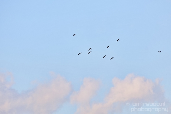 Birds_in_the_sky_Amsterdam_nature_Netherlands_Photography_010_Canon_EOS_5D_Mark_IV.JPG