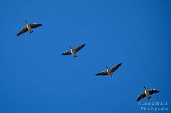 Birds_nature_Photography_005_Canon_EOS_5D_Mark_IV.JPG