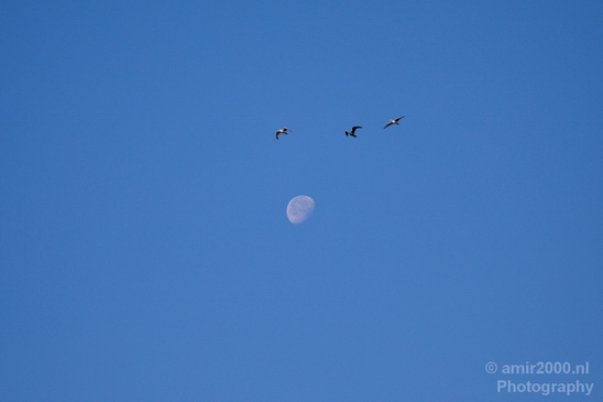 Birds_nature_Photography_008_Canon_EOS_5D_Mark_IV.JPG