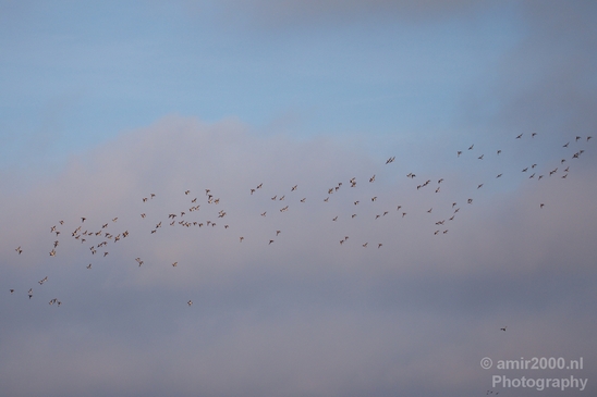 Birds_nature_Photography_017_Canon_EOS_5D_Mark_IV.JPG