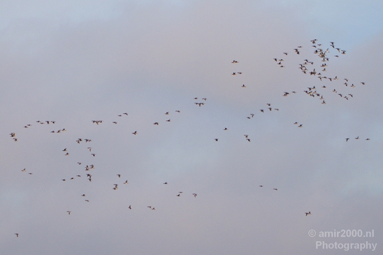 Birds_nature_Photography_018_Canon_EOS_5D_Mark_IV.JPG