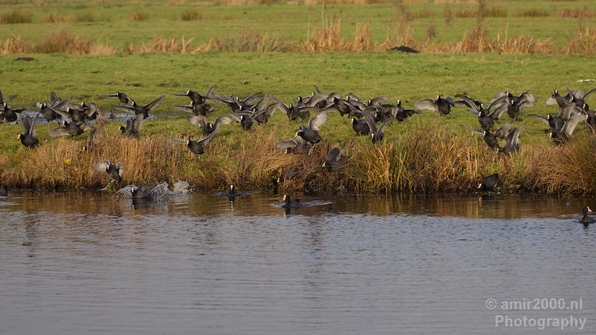 Birds_nature_Photography_019_Canon_EOS_5D_Mark_IV.JPG